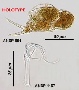  Image courtesy of ANSP (Jersabek et al. 2003) <a href='../../Reference/Index/15798' target='_blank'>[Ref.15798]</a>; female (lateral view), and trophi (lateral view)